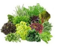 Vitamina B9 B9 para el cerebro